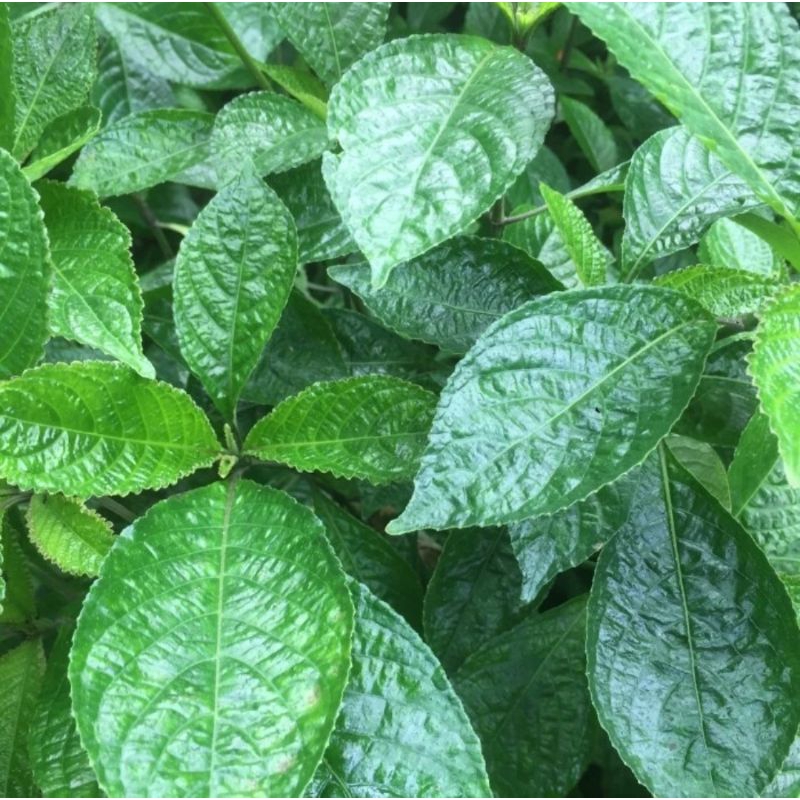 

daun keji beling-daun pecah beling per/500g obat herbal alami-obat herbal kencing batu