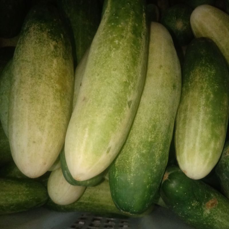 

timun lalab per 500 gr