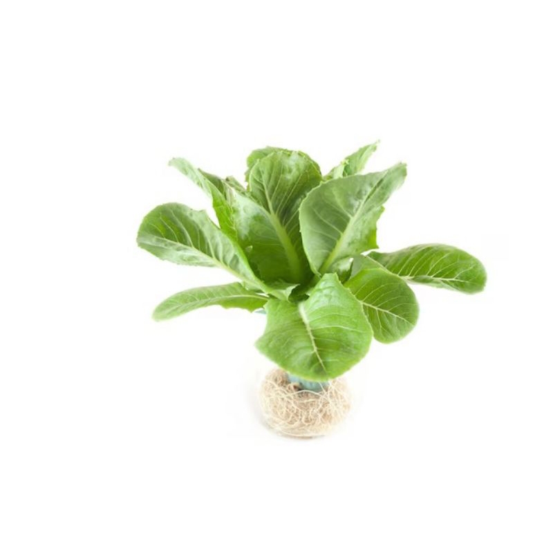 

Selada Romaine Maximus - sayur hidroponik
