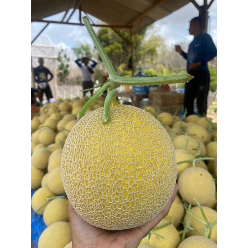 

MELON INTHANON PREMIUM