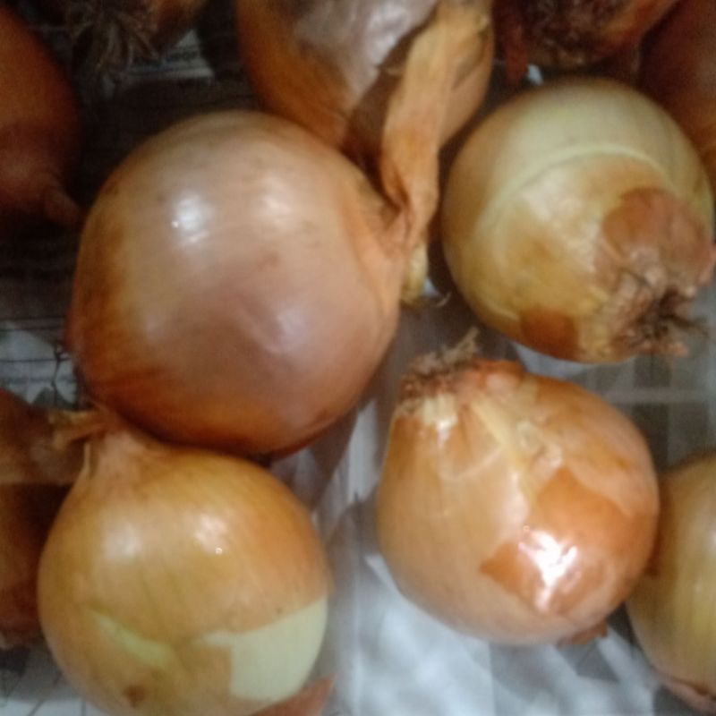 

bawang Bombay per 250 gr