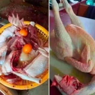 

ayam petelur 1ekor