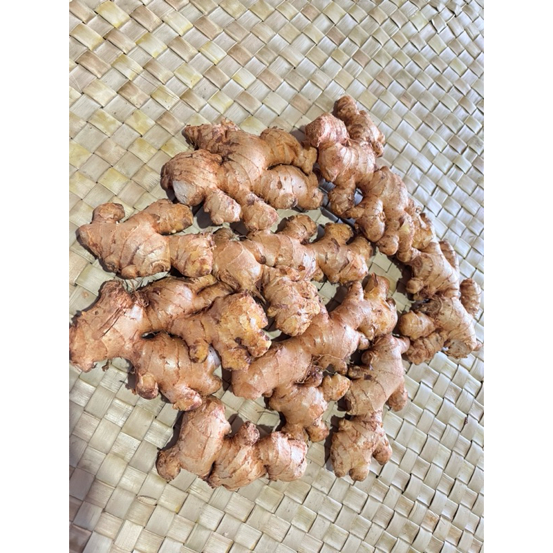 

JAHE GAJAH SUPER -Banyuwangi