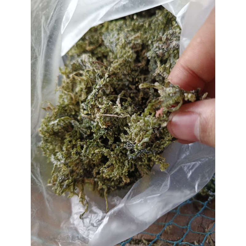 

Anggur Laut Kering Caulerpa Racemoca Latoh Kering Penelitian