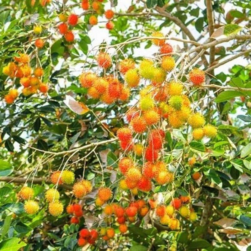 Bibit Rambutan Rapiah Okulasi