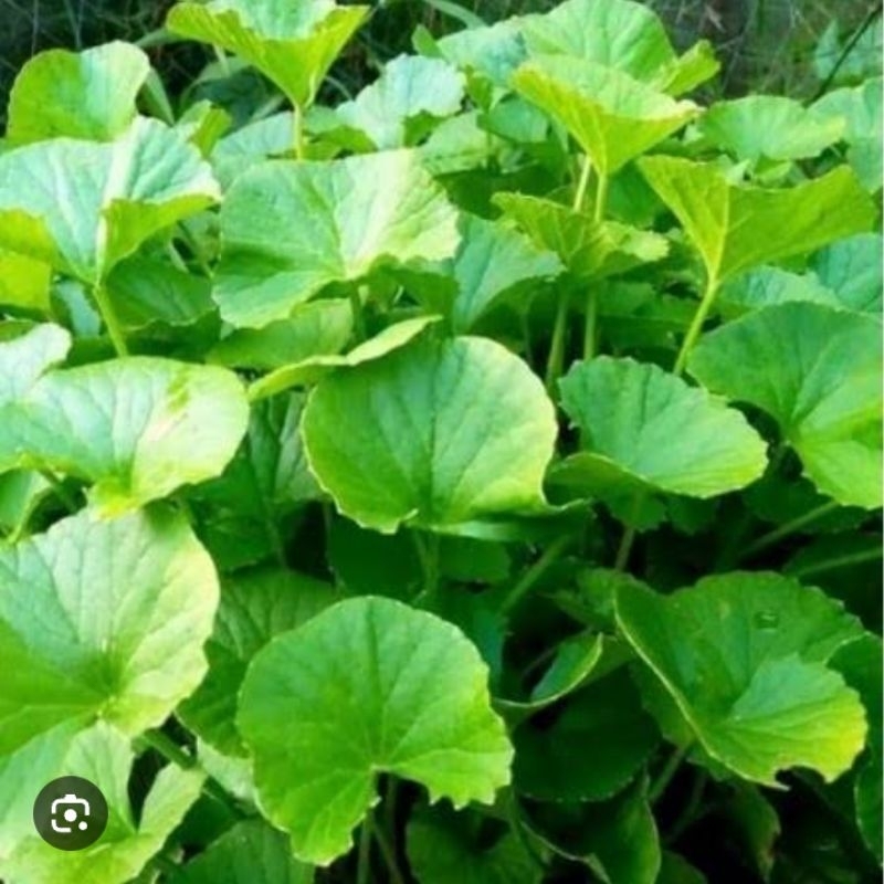 

daun antanan tanaman herbal
