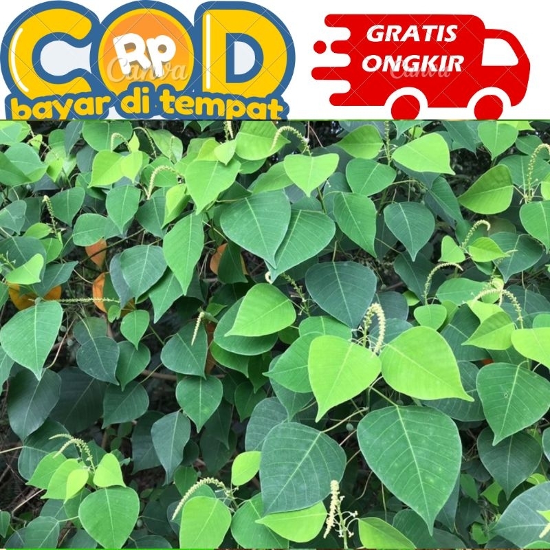 

daun bodhi segar di petik saat di pesan perlembar