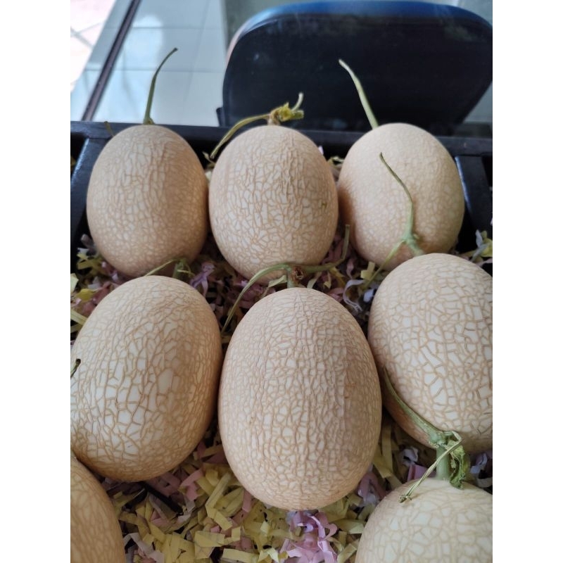 

Melon Sweet Nett Hidroponik