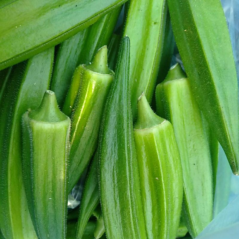 

Sayur OKRA OKRO HIJAU SEGAR