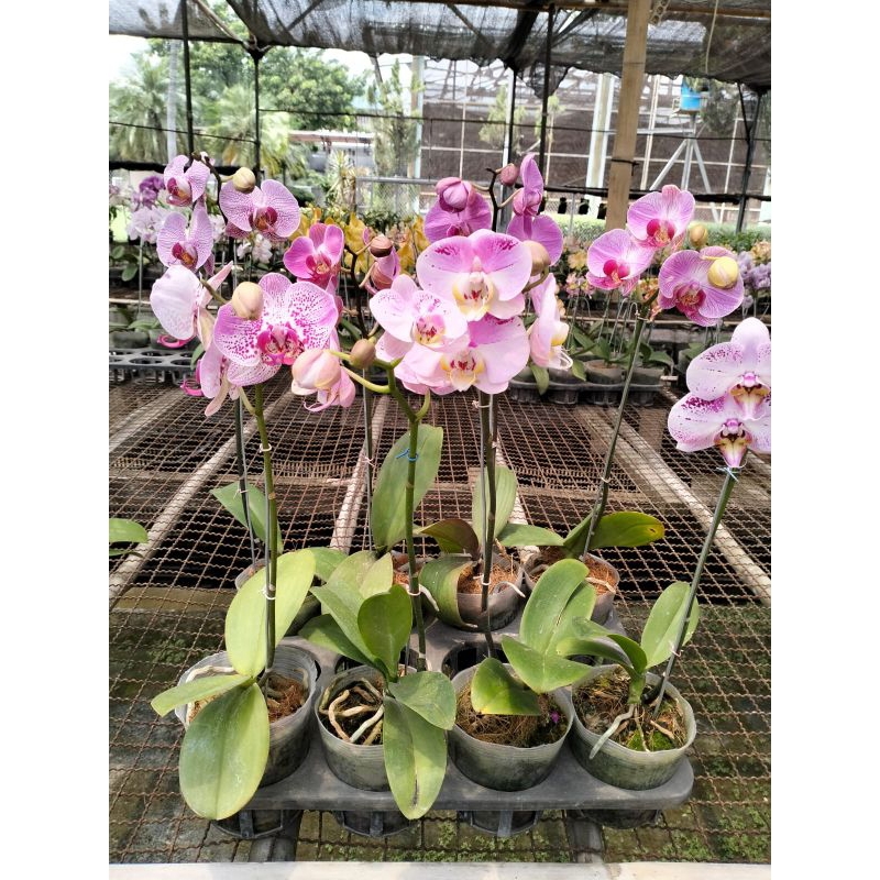 promo Angbul medium Knop dan mekar 1 kg isi 2 plant