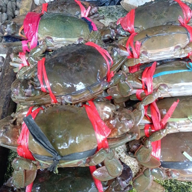 

kepiting hidup 1kg