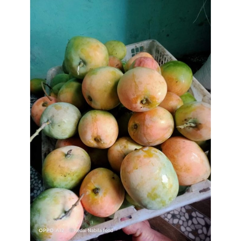 

Mangga Gedong Gincu Asli Indramayu 1 Kg