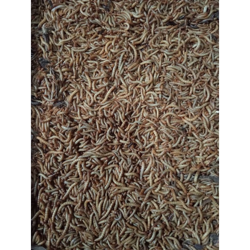 

ULER HONGKONG HIDUP 100 GRAM