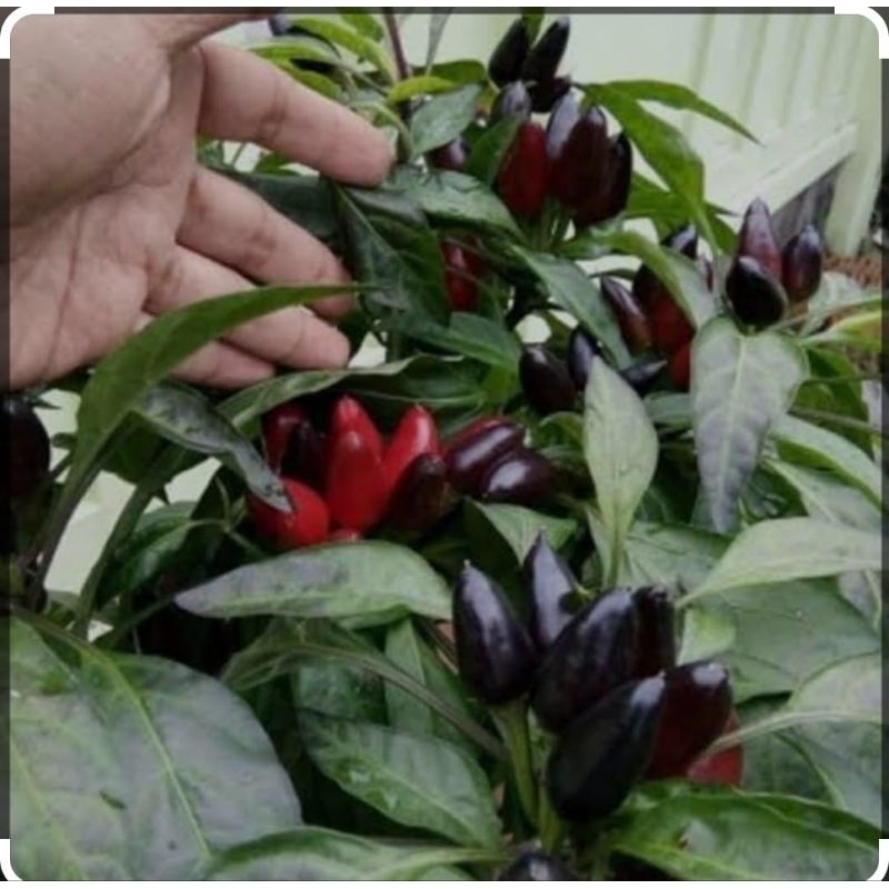 

cabai hitam (10biji)