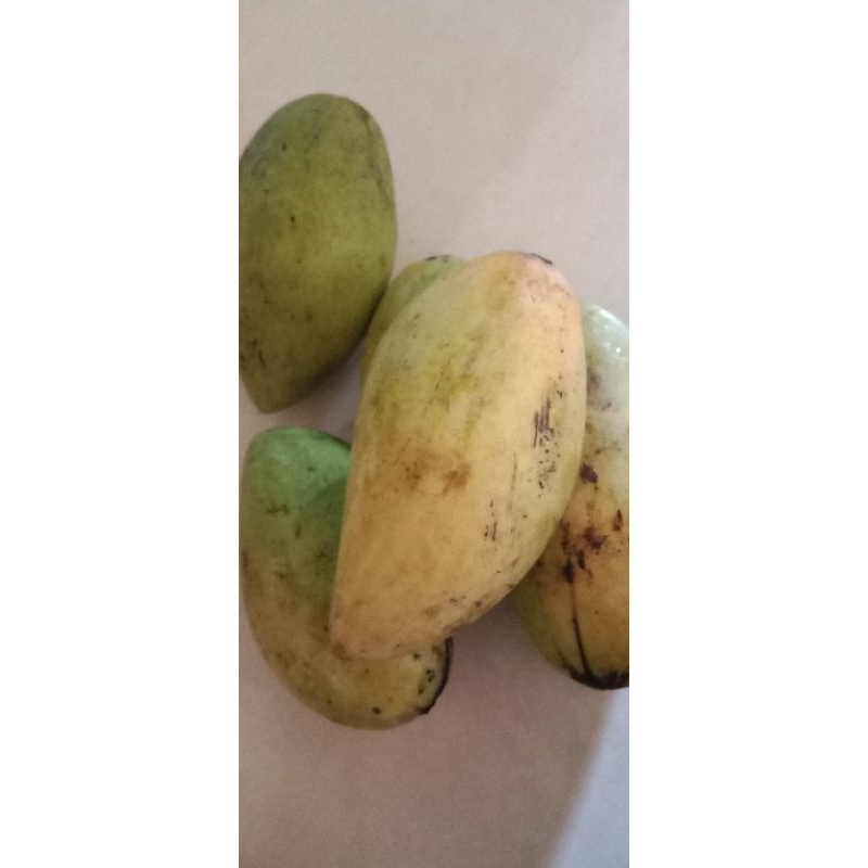 

mangga golek biji tipis