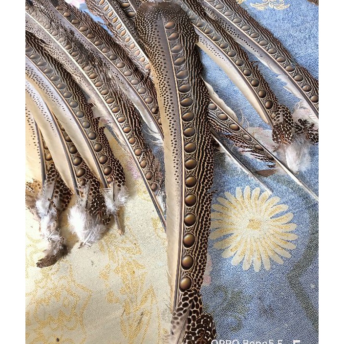 SPESIAL DISKON Bulu burung untuk menari dan aksesoris mandau bulu dayak