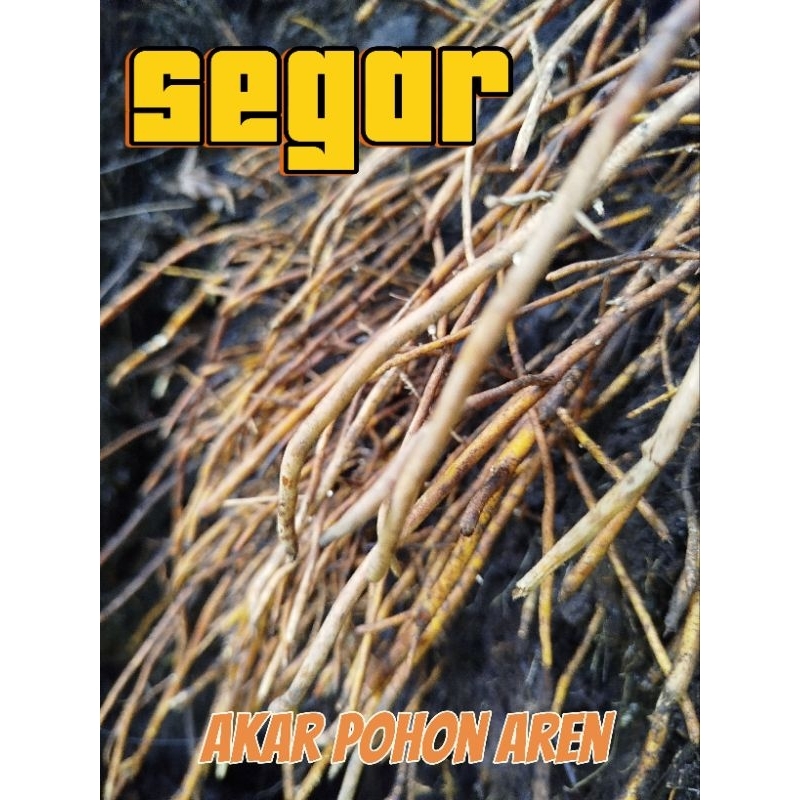 

akar pohon aren obat herbal fresh dadakan( 1 kg)