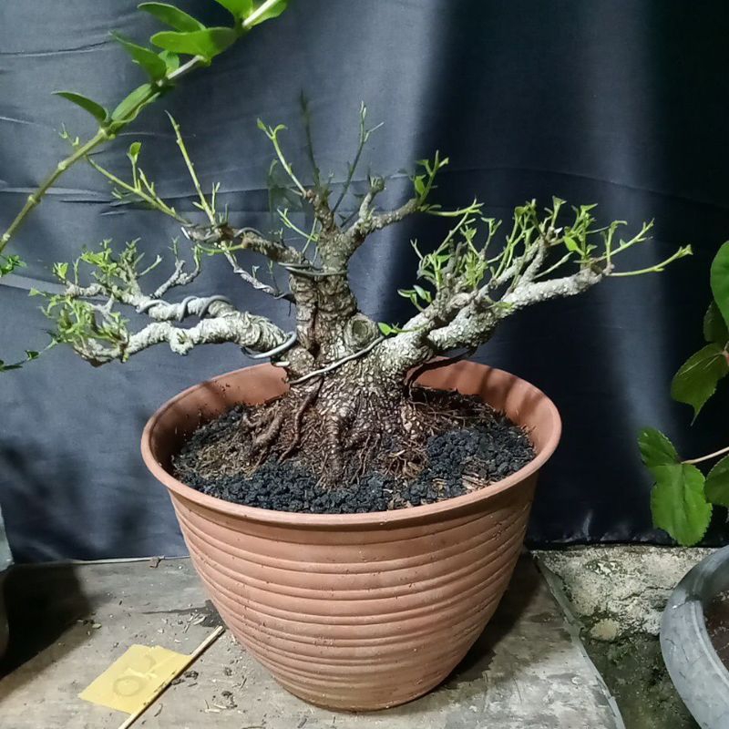 bahan bonsai kimeng prospek
