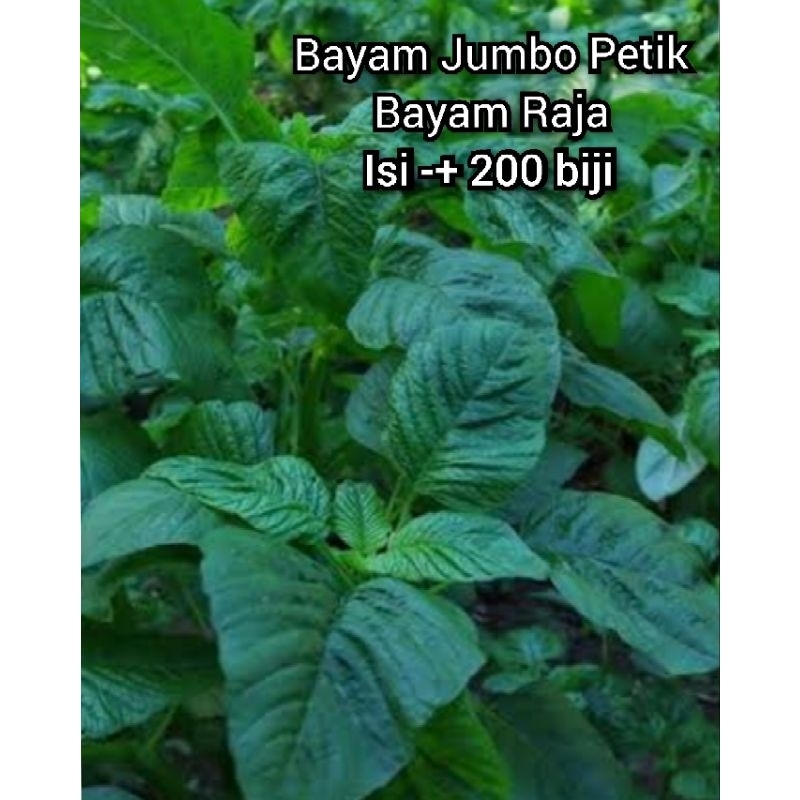 

Bayam Petik Jumbo / Bayam Raja BIJI