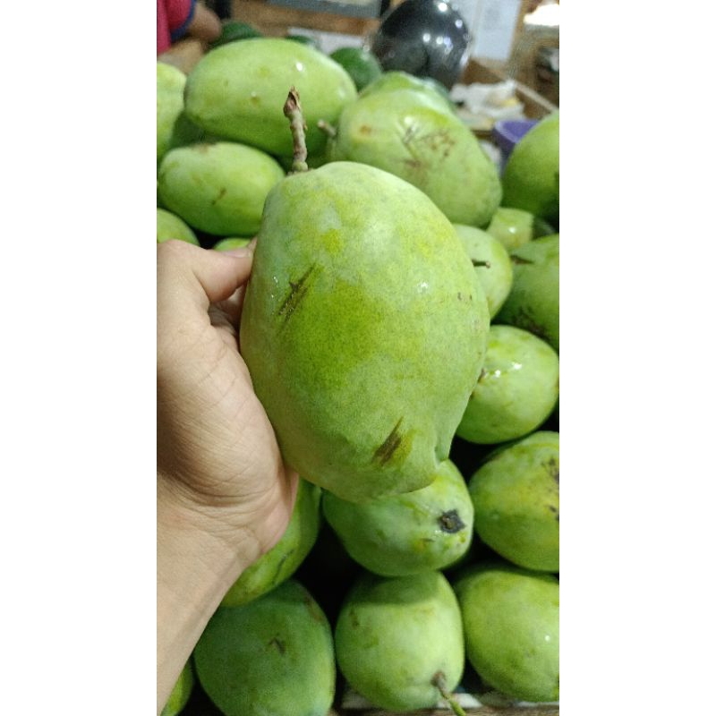 

Mangga Cengkir