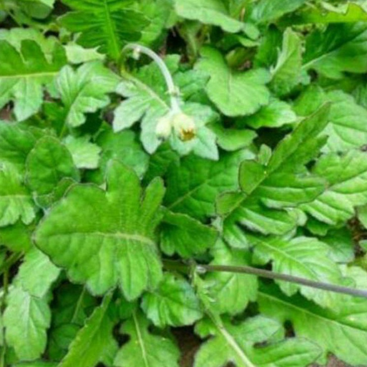 

DISKON AKHIR BULAN DAUN DEWA SEGAR ORGANIK DAUN DEWA SEGAR 1 KG HERBAL DAUN DEWA harga untuk 1 KG