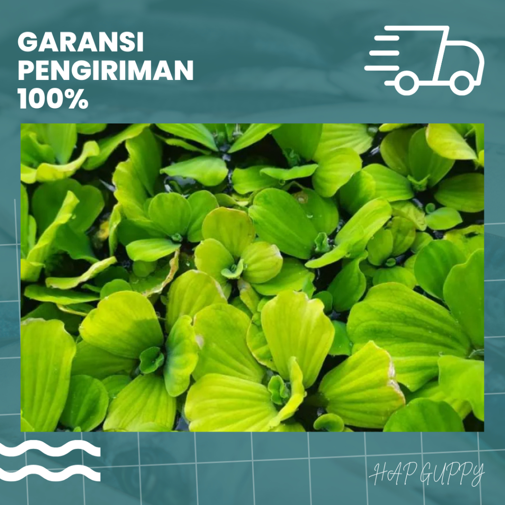 Tanaman Air Tanaman Hias Apu-Apu Untuk Kolam