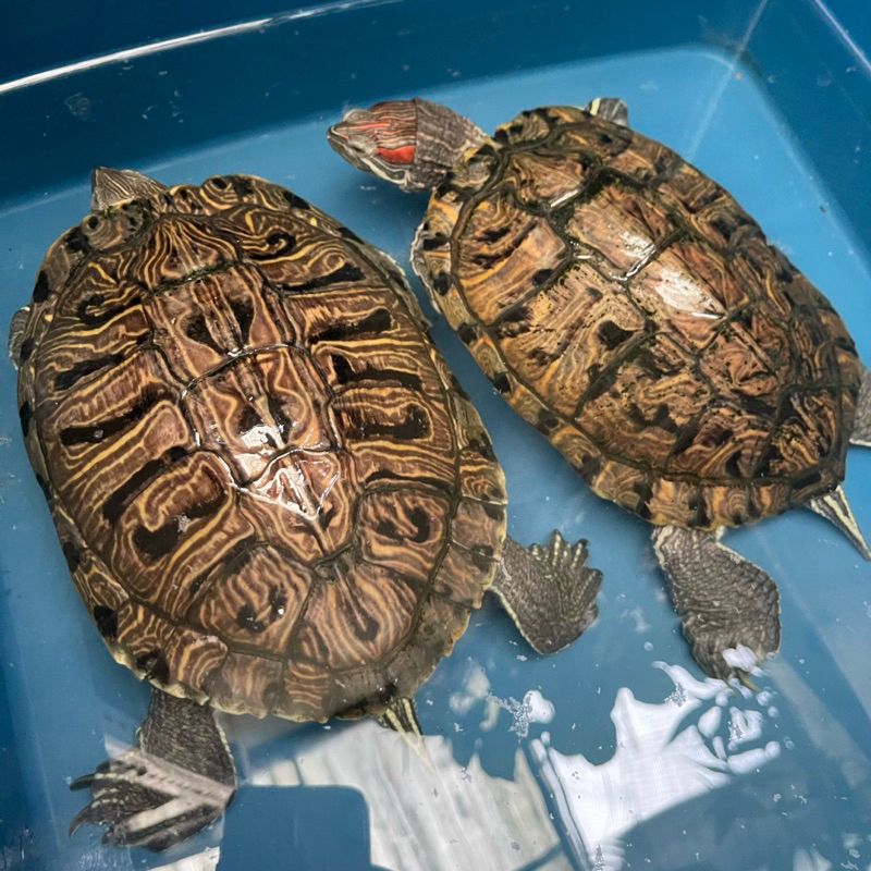 Kura Kura Brazil Indukan Ukuran 25-30Cm