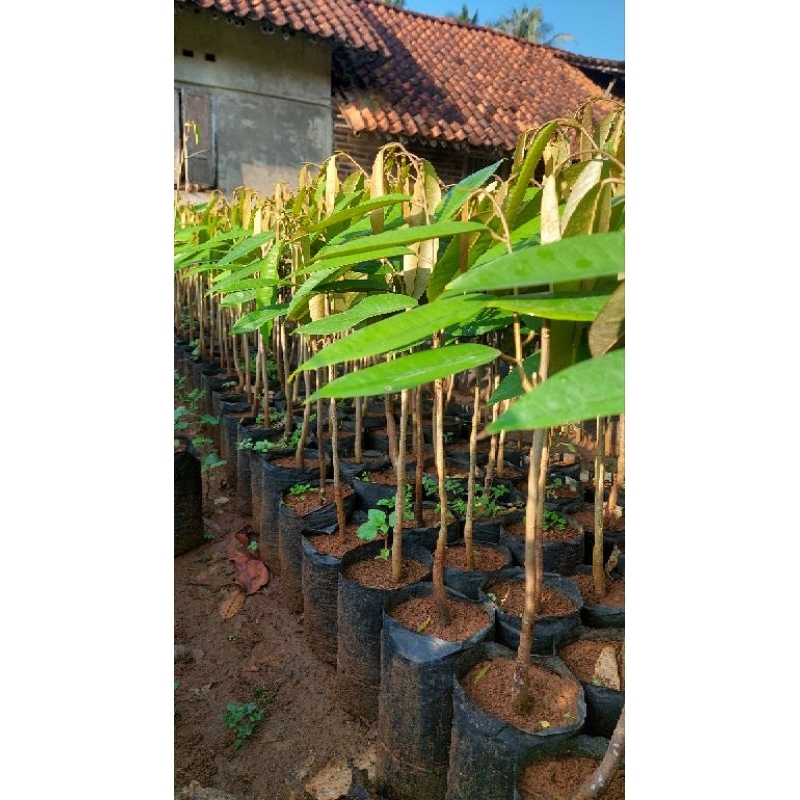 

Durian Musangking Berkualitas