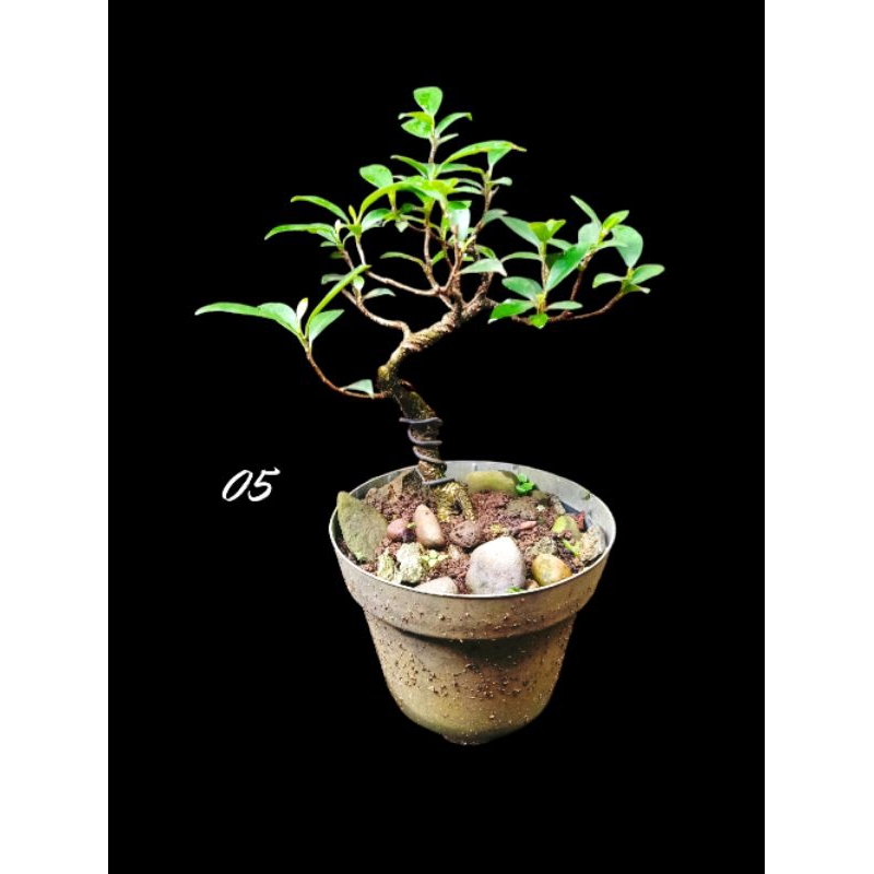 BONSAI KIMENG PEMOGRAMAN SIZE SMALL