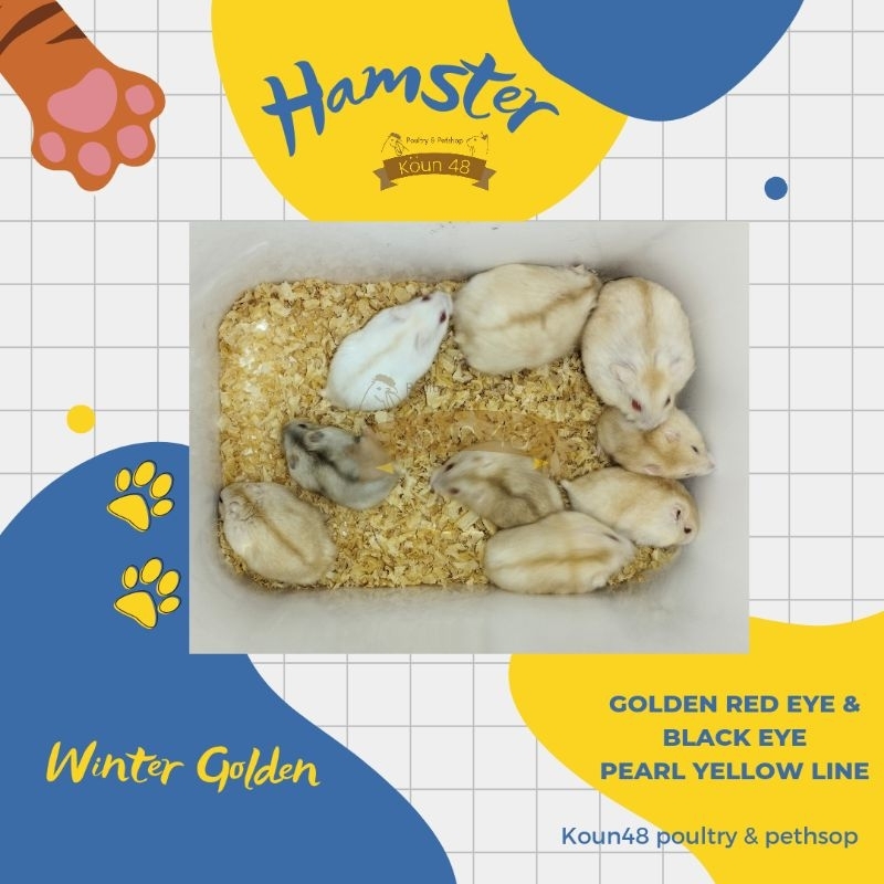 Hamster Winter White Golden Red eye Winter Golden