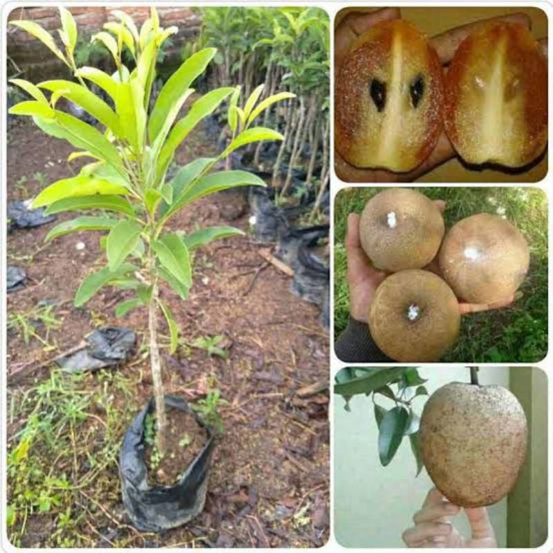 Bibit Sawo Jumbo super genjah tanaman hasil cangkok