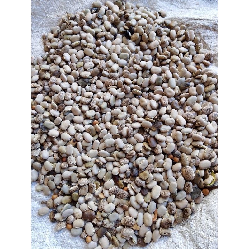 

kacang benguk