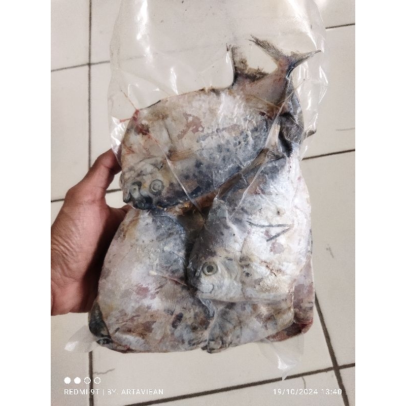 

Ikan semar utuh 1 kg 1000 gram frozen beku