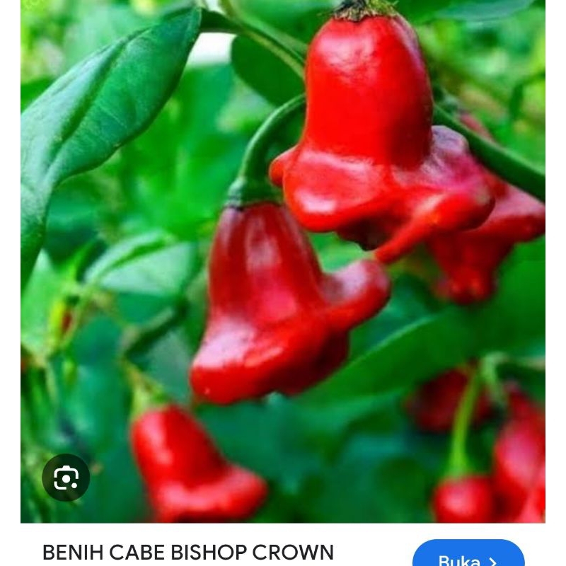 

Biji Cabe Bishop crown