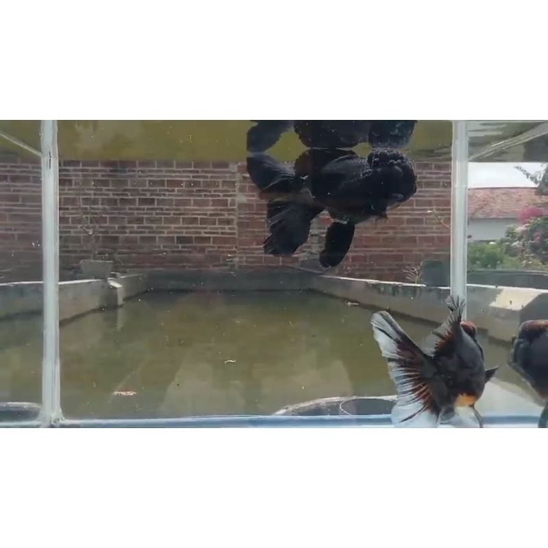 ikan mas koki Oranda rosetail