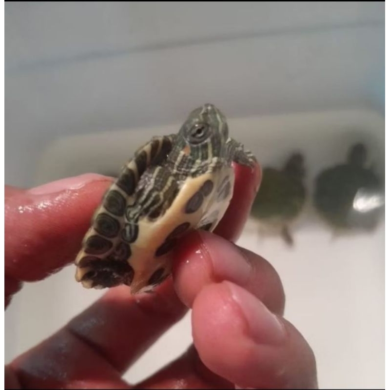 MAINAN ANAK BABY  BRAZIL  | hiasan aquarium | kura kura red eye slinder | BRAZIL ASLI