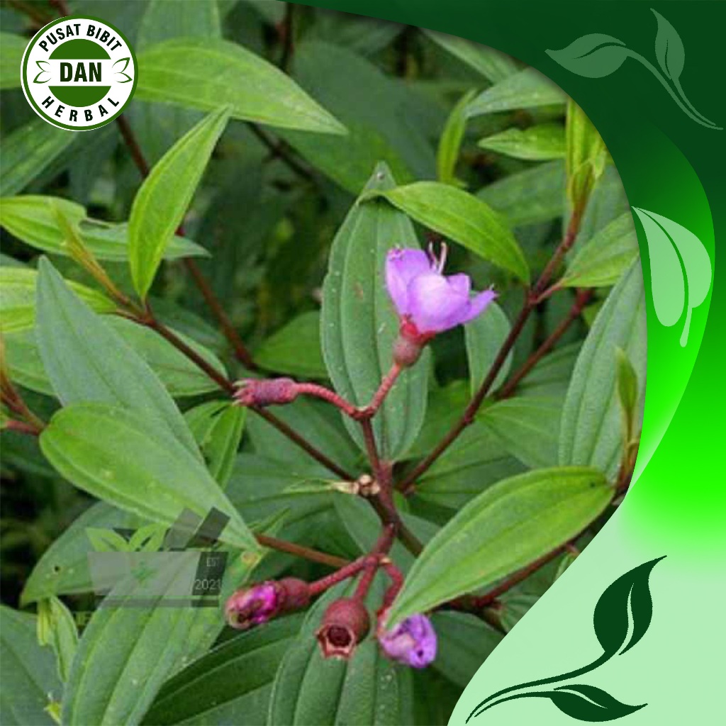 

100 lembar daun Harendong / Senggani Segar - Pusat bibit dan herbal