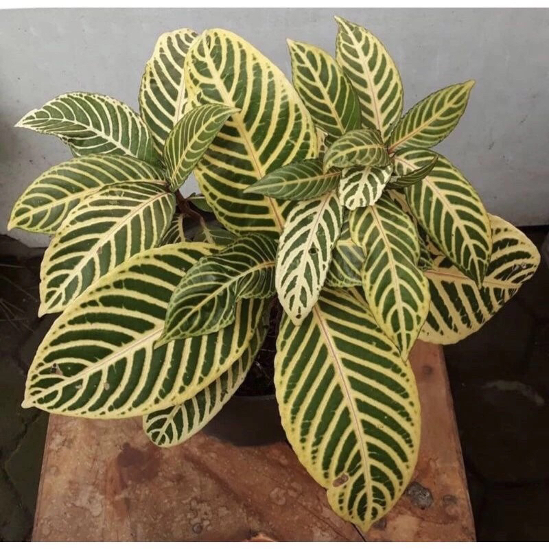Tanaman Hias Daun Aphelandra Kuning (Aphelandra squarrosa) - bibit tanaman apelandra kuning