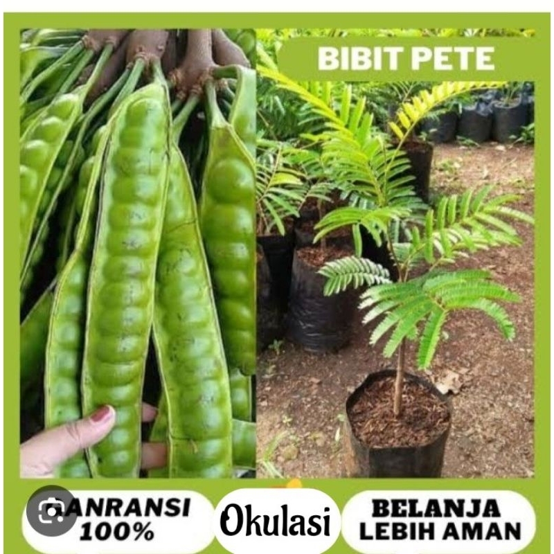 Bibit Pete| Petai Okulasi Unggul Beli 4 Bonus 5 Pucuk Merah