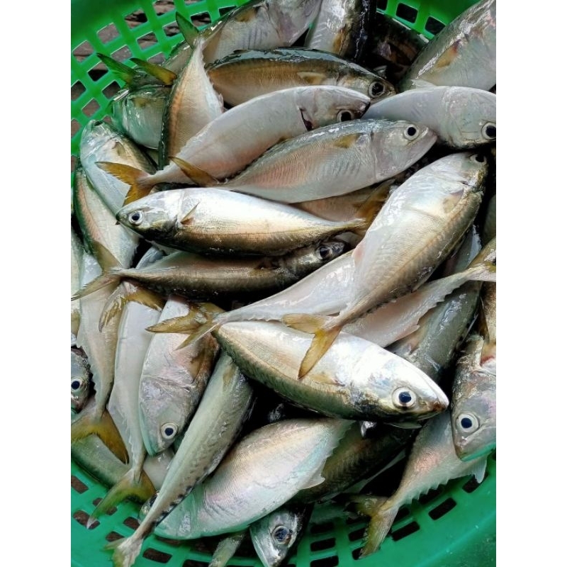 

Ikan Gembung Segar