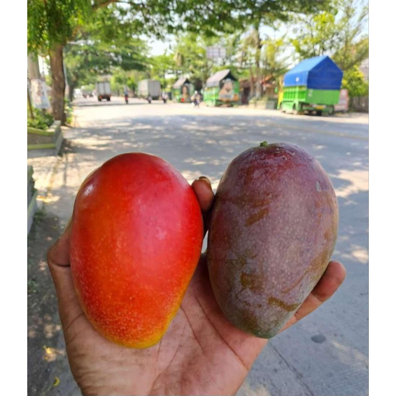 

MANGGA YUWEN MANGGA MERAH MANIS SEGAR 1KG