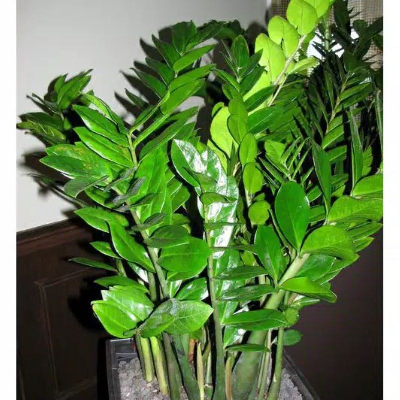 Bibit Pohon Bonsai Dolar Zamia | Dolar ZZ plant Super Unggulan