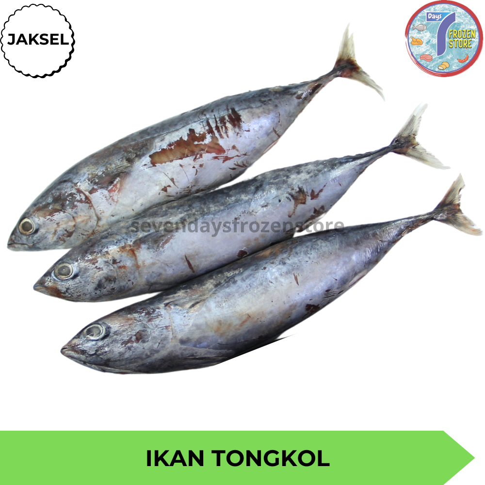 Ikan Tongkol Utuh Frozen Beku Kapal Halal