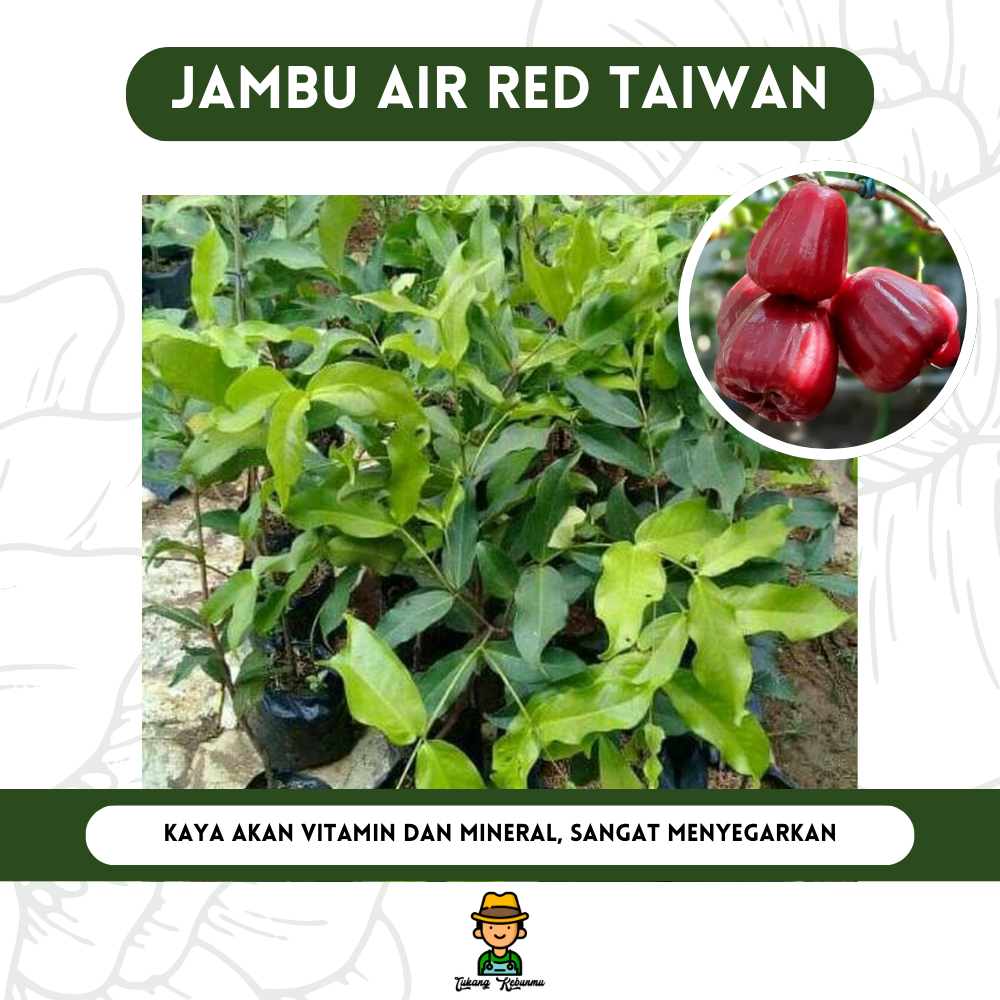 Bibit Tanaman Buah Jambu Air Merah Red Taiwan (60-80 Cm)