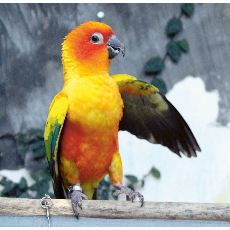sunconure