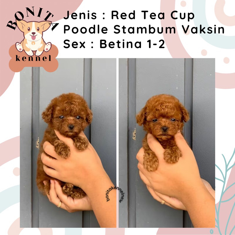 Red Fawn White Tiny Tea Cup Toy Poodle Stambum Anak Anjing Poodle Red Jantan Betina