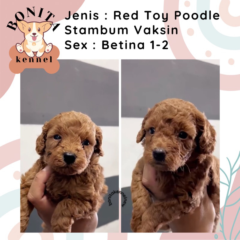 Fawn Red Tiny Toy Poodle Stambum Anak Anjing Poodle Jantan Betina