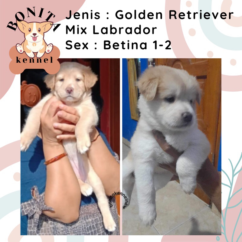 Golden Retriever Mix Labrador Anak Anjing Jantan Betina