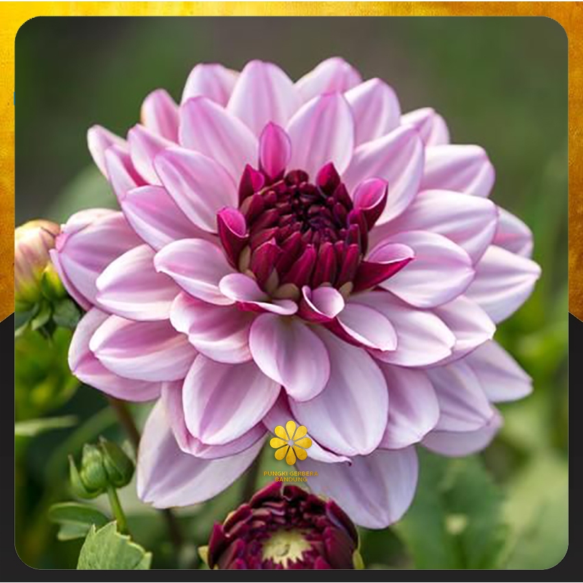 Umbi Bunga Dahlia - Bibit Bunga Dahlia Warna lengkap