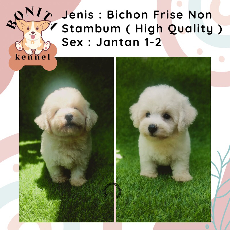 Bichon Frise Non Stambum Anak Anjing Bichon Frise Jantan Betina